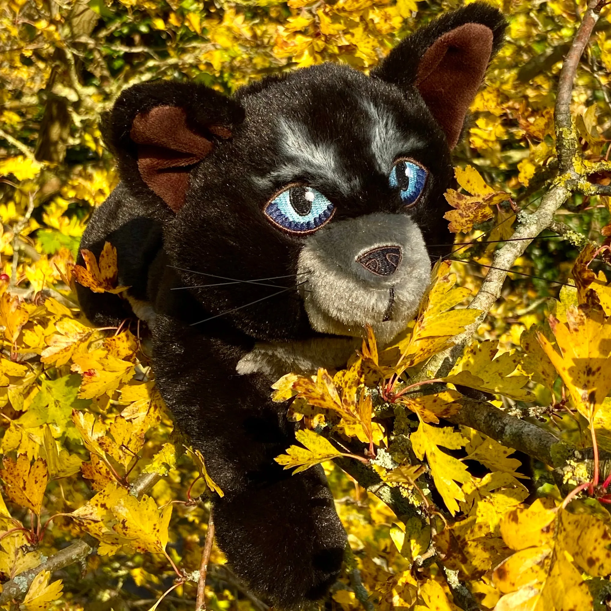Cinderpelt